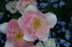 PICT0103.jpg (42kb)