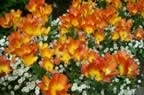 PICT0143.jpg (116kb)