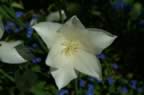 PICT0262.jpg (32kb)