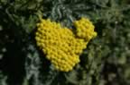 PICT0952.jpg (65kb)