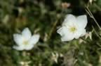 Pict0973.jpg (19kb)